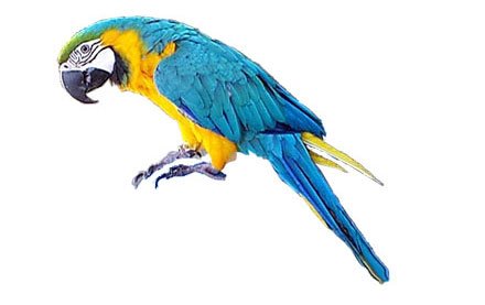 Render-Arara-Blue----Premiu