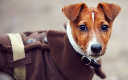 inverno-cachorro