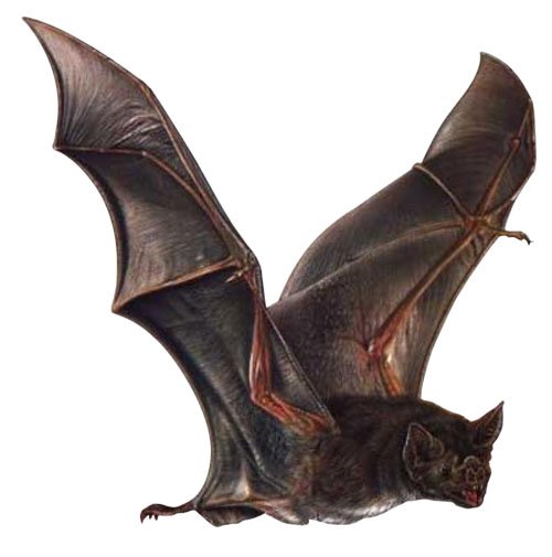 morcego