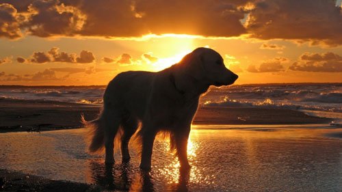 Cachorro-na-Praia-Cuidados