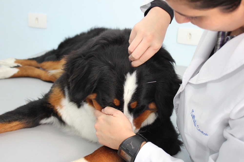 Acupuntura Vet Energy