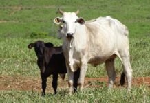 ‘Cowbot’: ferramenta gratuita da JBS realiza mais de 30 mil análises socioambientais para apoiar pecuaristas em todo o país