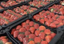 Evento Morango Agrotech 2025 teve mais de 1000 visitantes diários em Bom Repouso