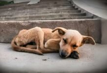 Dezembro Verde: mês de combate e conscientização ao abandono animal