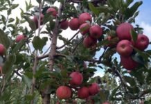 Fraiburgo realiza abertura oficial da Colheita da Maçã com a presença de lideranças do turismo nacional