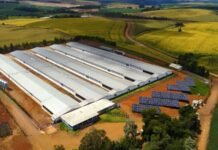 Paraná é líder na adoção de energia solar nas granjas integradas à Seara