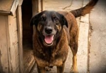 Casos envolvendo cães comunitários acendem alerta sobre maus-tratos no Brasil