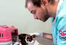 Hospital Veterinário Municipal garante remédio gratuito contra a esporotricose em Curitiba