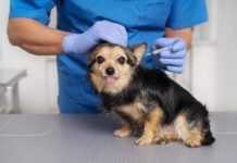 Hospital Veterinário reforça importância da vacinação em dia em pets
