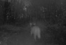 Lobo-guará é registrado pela primeira vez em monitoramento do Buraco do Padre