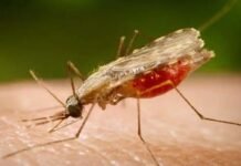 Cientistas da Fiocruz podem produzir vacina completa contra a malária