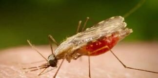 Cientistas da Fiocruz podem produzir vacina completa contra a malária