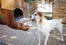Nutrição de qualidade e baixo custo reforçam proteção animal em Curitiba