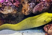No Dia Mundial dos Videogames, Oceanic Aquarium reúne animais com ‘poderes’ da vida real