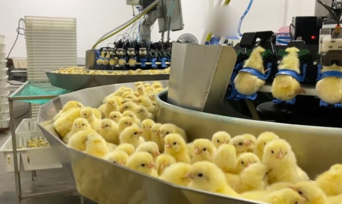 Investigacao-expoe-trituracao-de-pintinhos-na-industria-de-ovos
