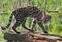 Nova espécie de felino é identificada em florestas da Bolívia