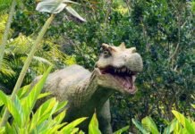 Fóssil de dinossauro que será devolvido ao Brasil tem réplica em parque de SC