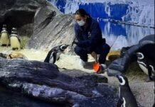 De cavalo-marinho a tubarão: como tratadores cuidam de 170 espécies em aquário de SC