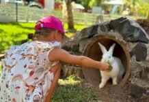 Concurso de fantasias de animais será destaque do Dia das Crianças no Zoo Park Foz