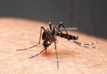 Mudanças climáticas já causam aumento de doenças infecciosas no país