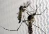 Aedes aegypti: quase metade dos municípios está em alerta ou risco