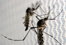 Aedes aegypti: quase metade dos municípios está em alerta ou risco