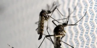 Aedes aegypti: quase metade dos municípios está em alerta ou risco